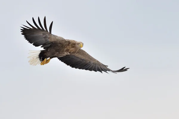 흰 꼬리 독수리 (Haliaeetus albicilla) — 스톡 사진