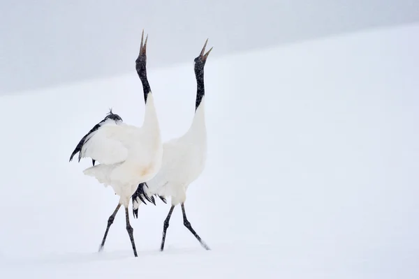 Grulla coronada roja (Grus japonensis ) — Foto de Stock