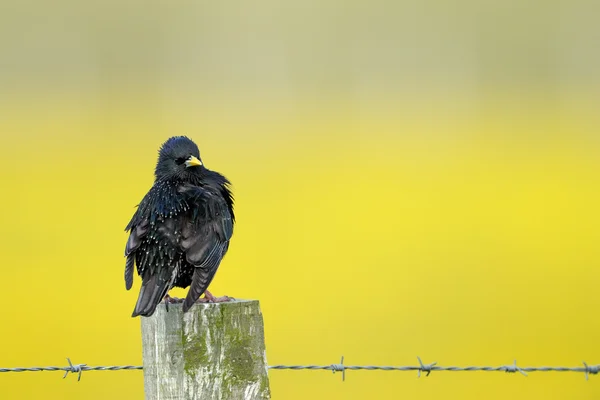 Common Starling — Stock Photo, Image