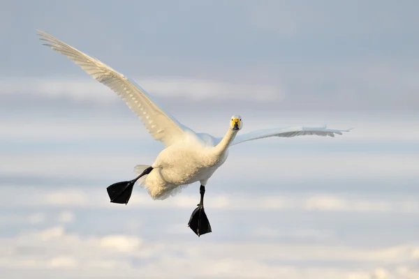 Singschwan (Cygnus cygnus)) — Stockfoto