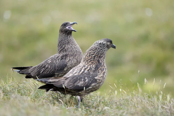 Ártico Skua — Fotografia de Stock