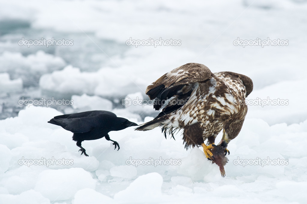 Crow harassing a White-tailed Sea Eagle for stealing food.