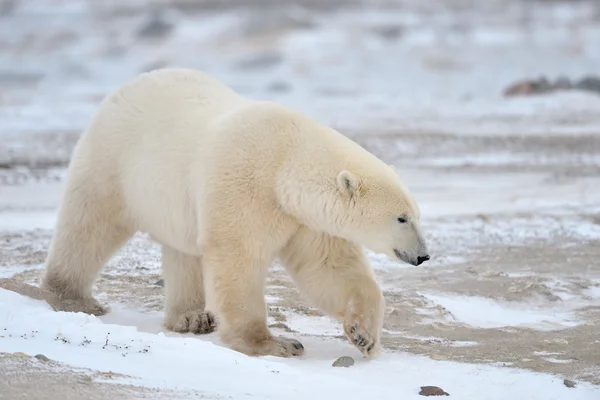 Oso polar — Foto de Stock