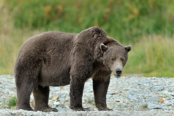 Медведь-гризли (Ursus arctos horribs) ) — стоковое фото