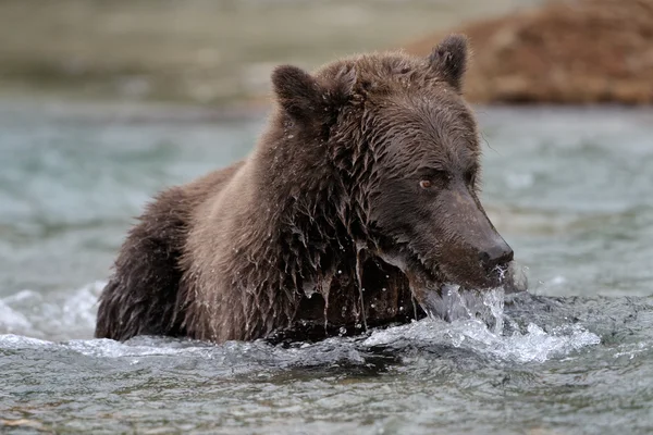 Медведь-гризли (Ursus arctos horribs) ) — стоковое фото
