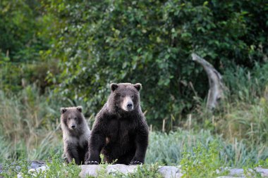 Kuzey Amerika boz ayısı (ursus arctos)
