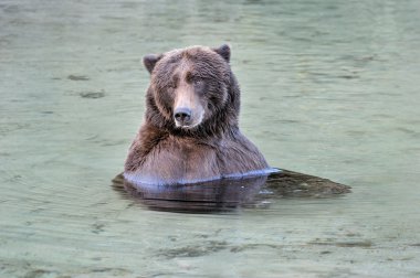 Kuzey Amerika boz ayısı (ursus arctos)