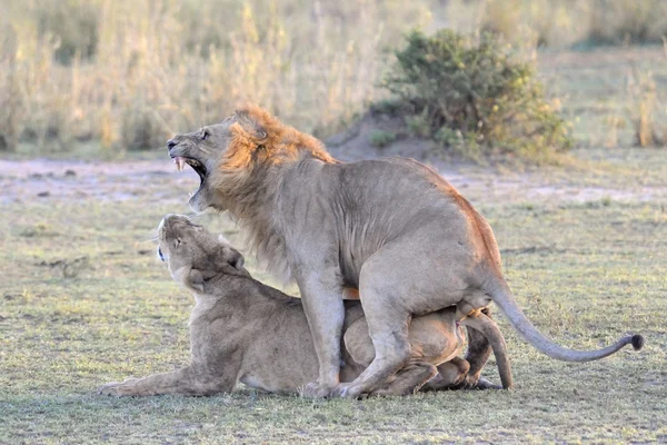 Lion (Panthera leo) — Stock Photo, Image