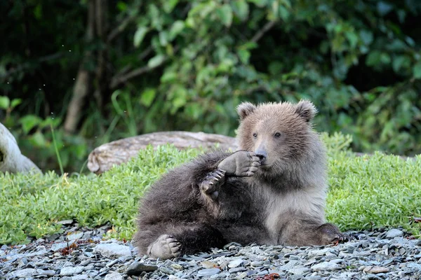 Grizzly Beer (ursus arctos) — Stockfoto