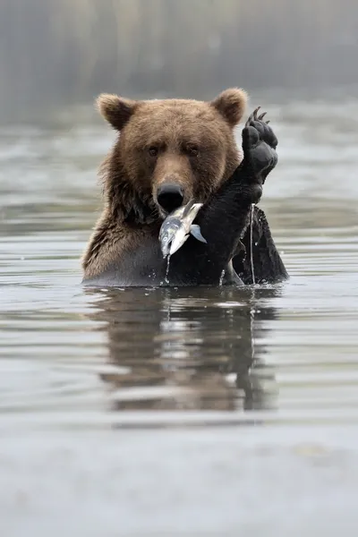 Orso grizzly (Ursus arctos ) — Foto Stock