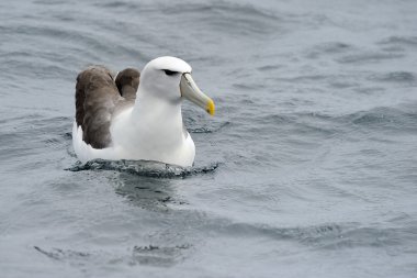 utangaç Albatros