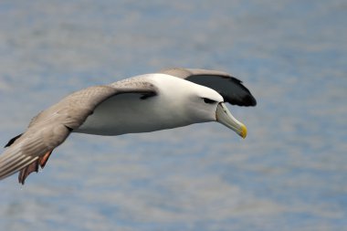 utangaç Albatros
