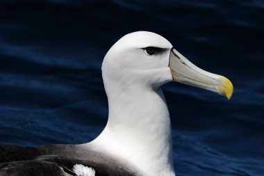 utangaç Albatros