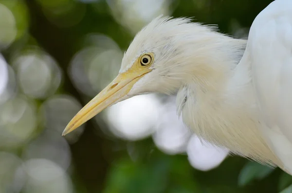 Kuhreiher — Stockfoto