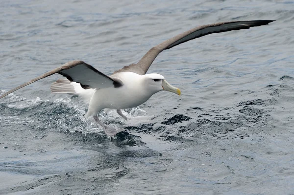 Nieśmiały Albatros — Zdjęcie stockowe