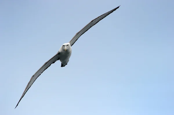 Albatross tímido — Foto de Stock