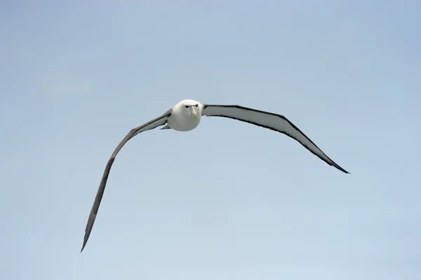 内気なアホウドリ — ストック写真