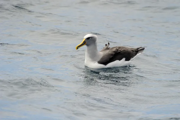 Albatroz de Buller — Fotografia de Stock