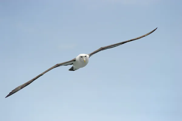 Verlegen albatross — Stockfoto