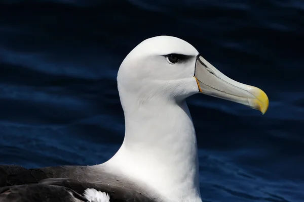 Scheue Albatrosse — Stockfoto