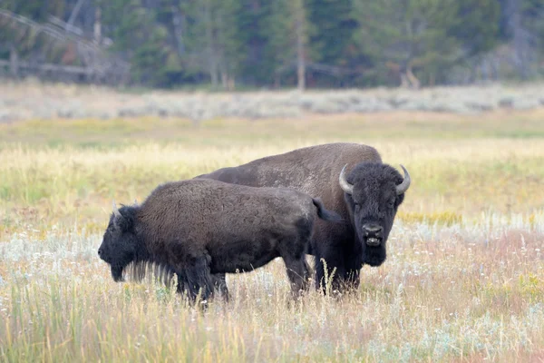 Buffalo — Stock Photo, Image