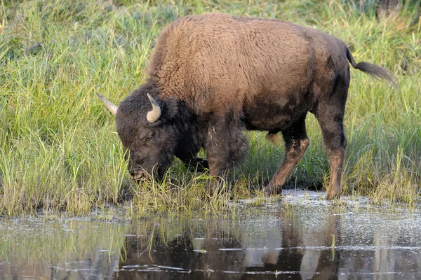 Buffalo — Stock Photo, Image