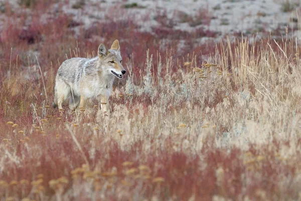 Coyote — Stockfoto