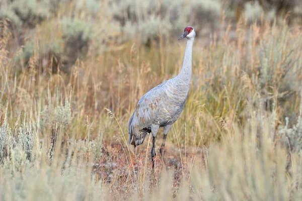 Psammophila crane — Stockfoto