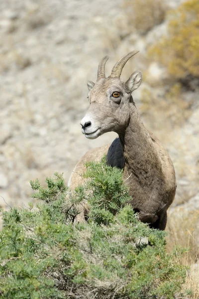 Bighorn Pecora — Foto Stock