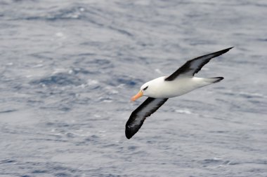 Kara kaşlı Albatros