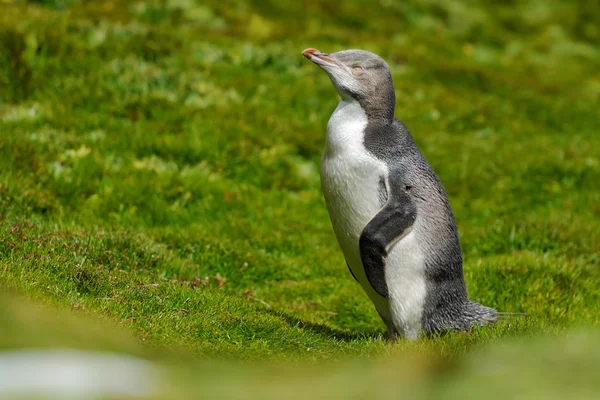 Sárgaszemű pingvin — Stock Fotó