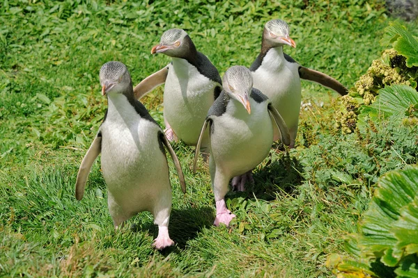 Gulögd pingvin — Stockfoto