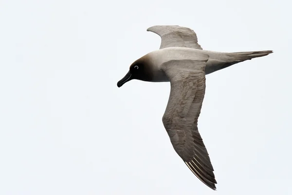 Işık manteled isli Albatros — Stok fotoğraf