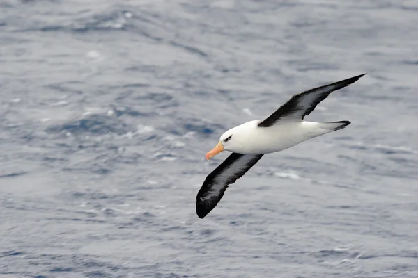 Schwarzbrauenalbatros — Stockfoto