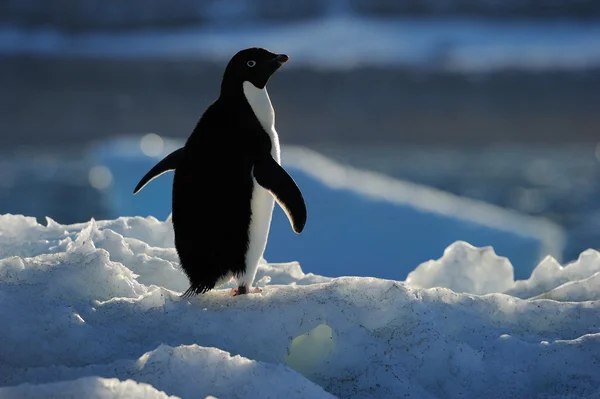 Pinguim-de-adelie — Fotografia de Stock