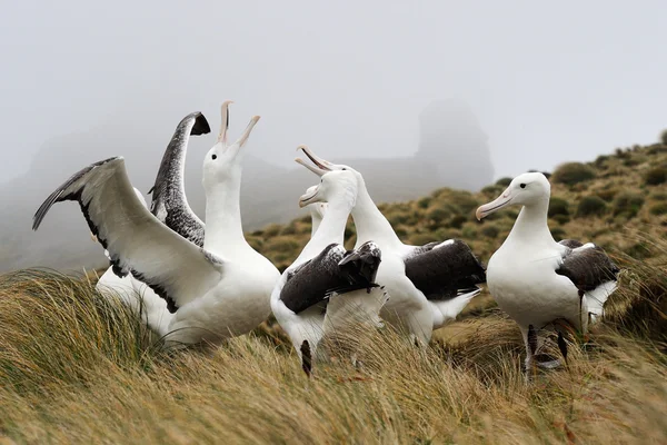 Kraliyet albatros — Stok fotoğraf