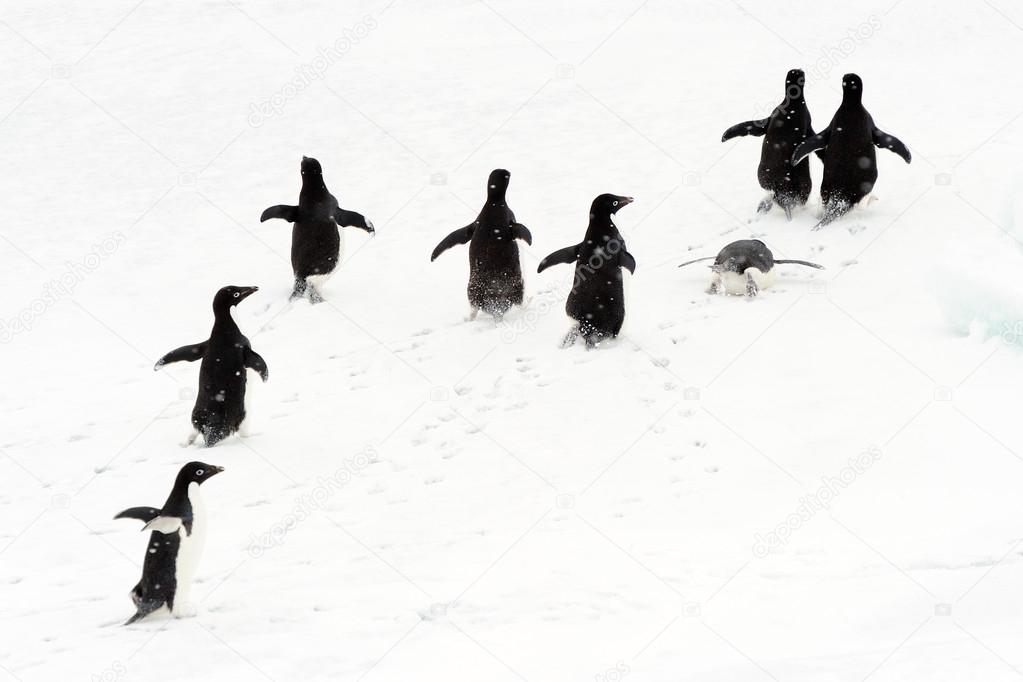 Adelie Penguin