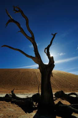 Deadvlei Sossusvlei içinde