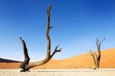 deadvlei sossusvlei