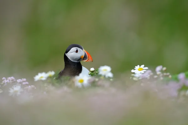 Lunnefågel — Stockfoto