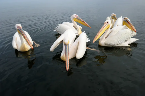 Roze pelikaan — Stockfoto