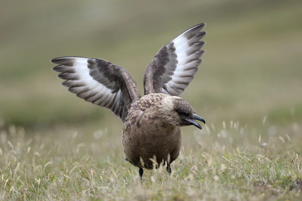 Skua ártico — Foto de Stock