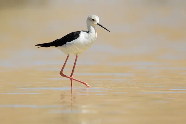 Stilt de alas negras — Foto de Stock