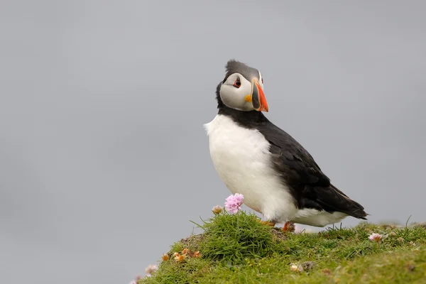 Puffin... — Fotografia de Stock