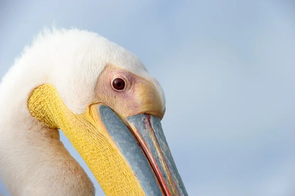 Roze pelikaan — Stockfoto