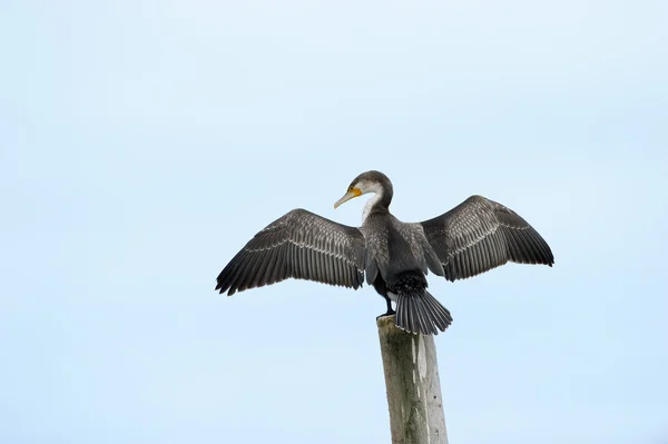 케이프 cormorrant — 스톡 사진