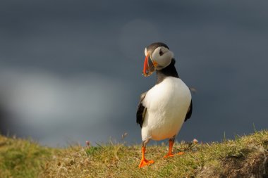 Puffin portre