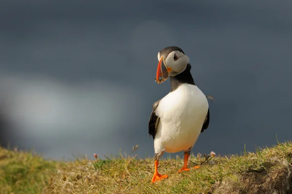 Puffin portre — Stok fotoğraf