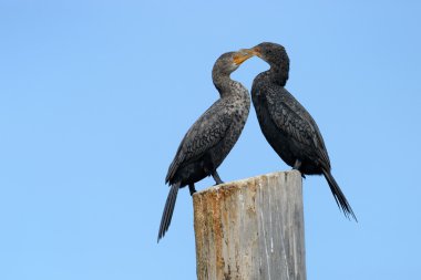 pelerin cormorrant