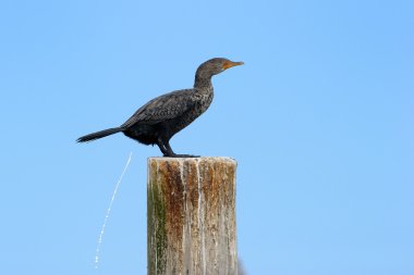 pelerin cormorrant